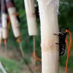 Fighting beetles for sale in northern Thailand