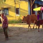 On the way home after a long day in the fields.