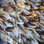 The day's catch for sale at the Hoi An fish market.