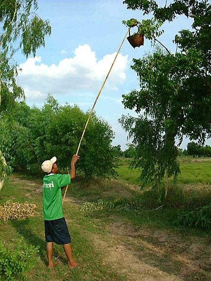 Ant hunting in Thailand