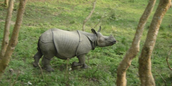 Baby Rhino  Chitwan National Park  Nepal