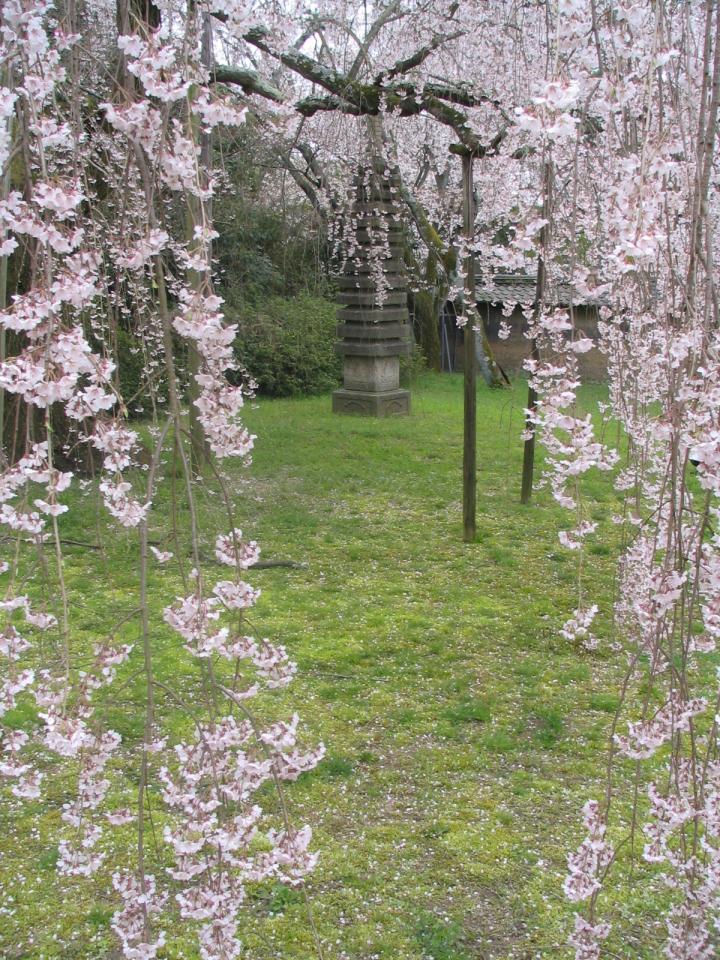 Sakura viewing in Japan