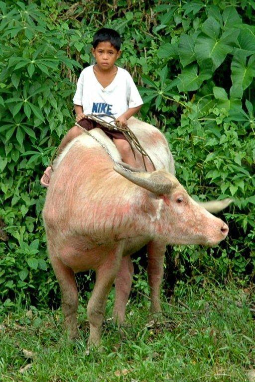 The Last Tribes of Mindanao, the Higaonon, people of the living mountains 