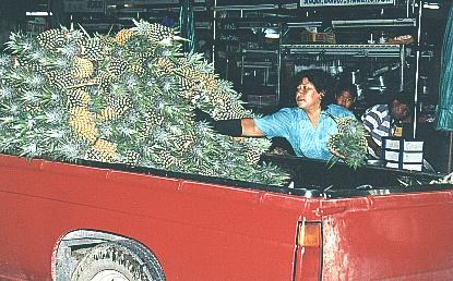 Vehicle after vehicle rolls in with goods before the market can properly open in the late hours of the night. Thousands of pineapples are unloaded and carried to the stalls.