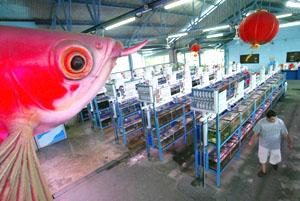 An artificial fish adorns a tropical fish aquarium at Singapore's Qian Hu Corporation.
