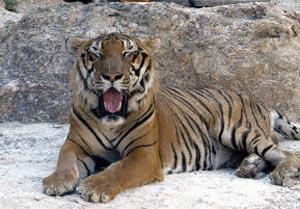 An Indochinese tiger at the Pha Luang Ba Tua Buddhist temple, in Thailand's Kanchanaburi province.