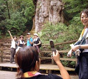 Visitors snapping photos of the ancient cedars in primeval forests on the southern island of Yakushima in Kagoshima prefecture, Japan.