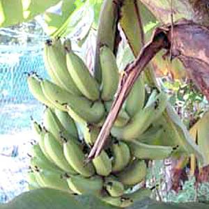 Banana Tree At the End of My Road...