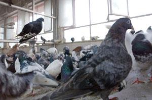 Sick pigeons rest inside a cage at Delhi's Charity Birds Hospital.