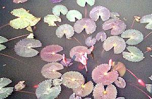 Lotus Flowers. Sukhothai, Thailand.