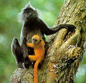 Silvered Langur and its young...
