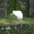 The white heron of Ubud, Bali