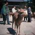 Sacred deer in Nara Park