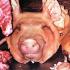 Pig Head Anyone?