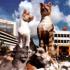 Cat Statue In Kuching Town Center