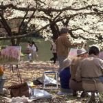 Springtime in Japan is one of the year's most anticipated events. With it comes Ohanami--cherry blossom time. During Ohanami season, which lasts only a few short weeks, the people of Japan turn out in droves to gather in city parks and private gardens in celebration of the ephemeral beauty of the flowering trees.