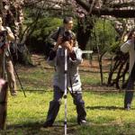 Springtime in Japan is one of the year's most anticipated events. With it comes Ohanami--cherry blossom time. During Ohanami season, which lasts only a few short weeks, the people of Japan turn out in droves to gather in city parks and private gardens in celebration of the ephemeral beauty of the flowering trees.