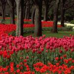 Hibiya Koen is one of Tokyo's most beautiful and popular parks. In the spring, its paths burst into bloom with countless thousands of colorful tulips.