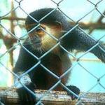Cuc Phuong's Endangered Primate Rescue Center shelters no less than five species, mostly langurs - leaf-eating monkeys, timid creatures with big round eyes - which survive nowhere else on the planet