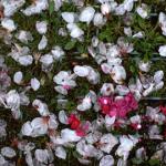 These fallen cherry blossoms are a reminder of the brevity of the ohanami season, which also symbolizes the ephemeral nature of all living things.