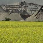 Rice is Japan's most important agricultural crop. And although only 15% of Japan's landmass is suitable for cultivation, 14 million acres are planted with rice, many of them postage-stamp sized family farms nestled in vacant lots between suburban buildings.