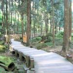 Alishan National Forest, Alishan, Chiayi County, Taiwan.