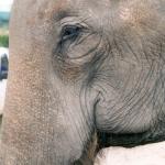 Nobody ever forgets their first encounter with a tusker on the streets of the Thai capital.