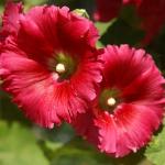 Flowers are plentiful in Dalat, Vietnam.