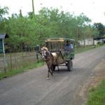 Cidomo - an apt metaphor for the pace of life in Lombok