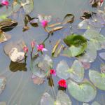 Water Lillies