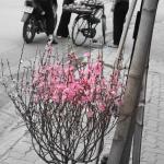 Tet Blossom Tree