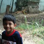 Tiger in the background
