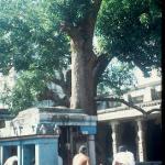 The 3,500 year old Mango tree at Sri Ekambaresvara Temple.  Kanchipuram, India.
