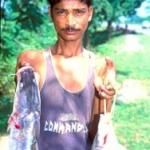 Nagaon, Assam, India: The rare and succulent Chital fish is sold by the roadside, Dharantul village.