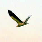 Bharatpur, Rajasthan, India: A scavenger vulture takes to the skies, in the Keoladeo Bird sanctuary.