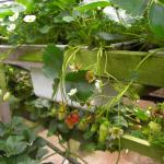 strawberries for the picking