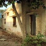 Tree in a lifeless place