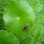 a bug i found in the botanic garden