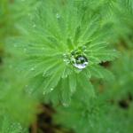 though we arrived at around 8 in the morning, some dew still remained