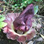 rafflesia arnoldi or the flower of corpse