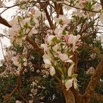 Hoa Ban Flower Tree at Dien Bien Phu