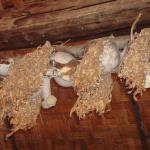 House of Skulls in Monsopiad Cultural Village