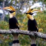 Hornbill, Khao Yai National Park, Thailand.