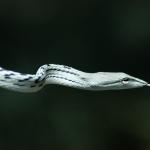 Pit viper, Khao Yai National Park, Thailand.