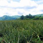 Philippines, Mindanao, South Cotabato, Polomolok, Mt. Matutum, Dole Pineapple field