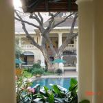 One of two poolside tamarind trees with histories predating the original hotel.