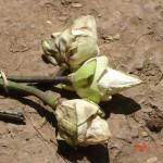 Discarded lotus flowers, Wat Phnom, Phnom Penh, Cambodia.
