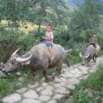 Buffalo in Sapa