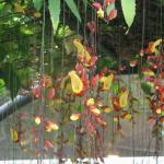 Thunbergia mysorensis