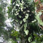 Aristolochia papillifolia